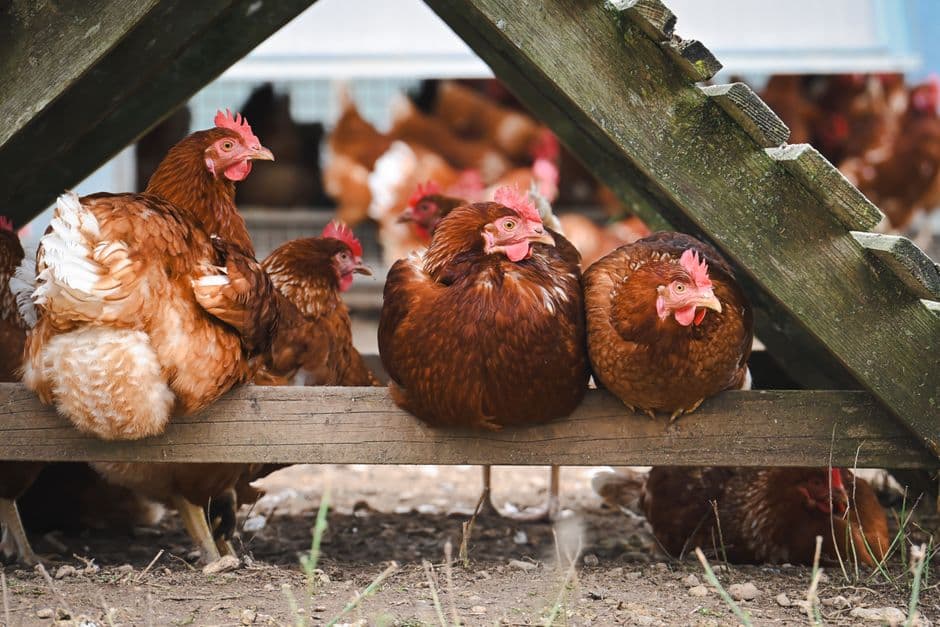 Pelatihan Budidaya Ayam Petelur