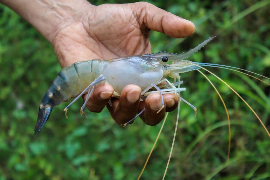 Pelatihan Budidaya Tambak Ikan dan Udang