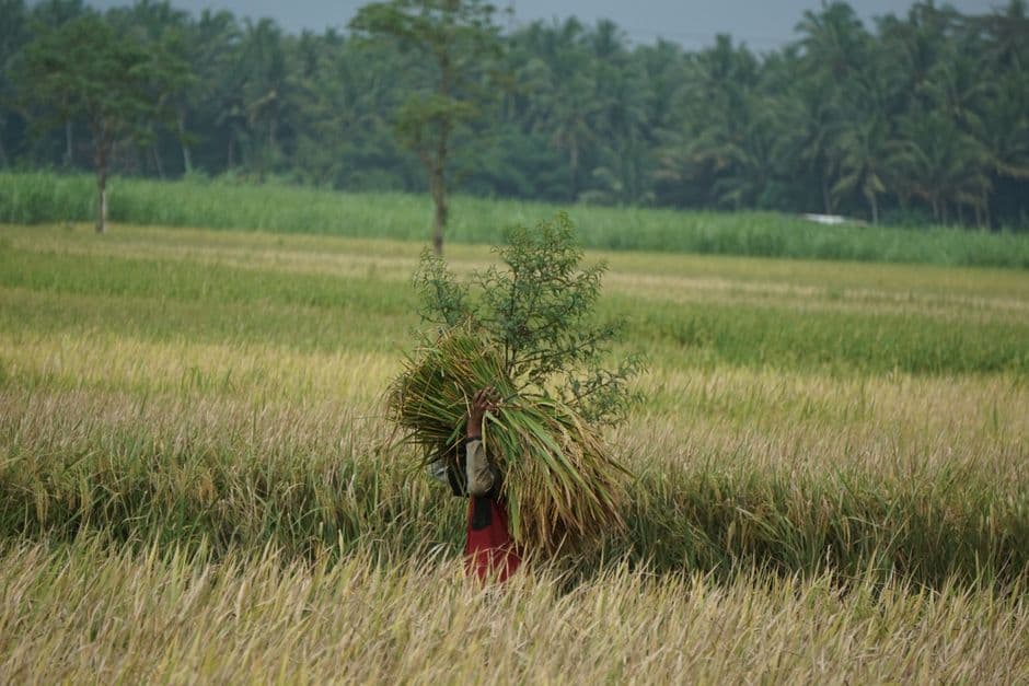 Pelatihan Budidaya Tanaman Kelapa Sawit