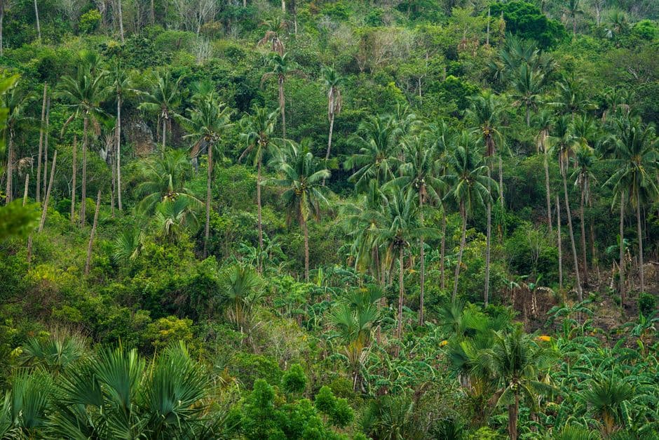 Pelatihan High Conservation Forest (HCVF)