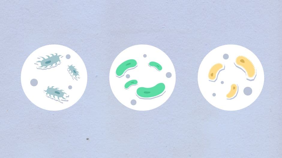 Pelatihan Mikrobiologi Industri