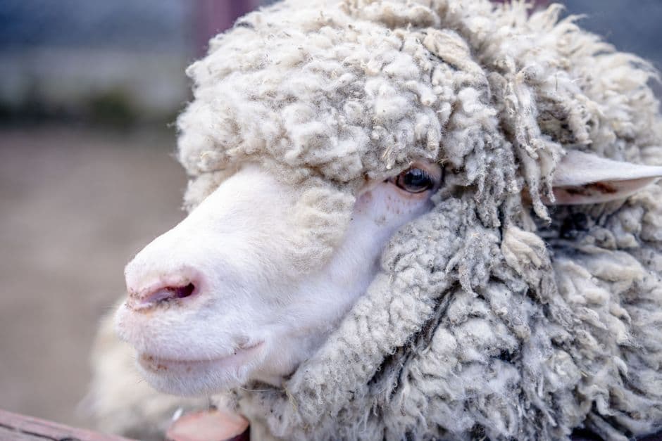 Pelatihan Aplikatif Peternakan Domba atau Kambing