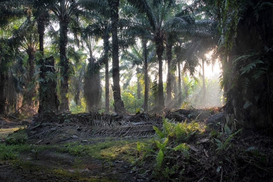 Pelatihan Aspek Hukum Perkebunan Kelapa Sawit