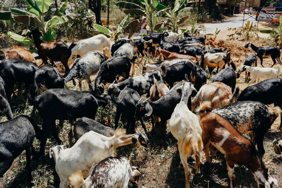 Pelatihan Budidaya Kambing