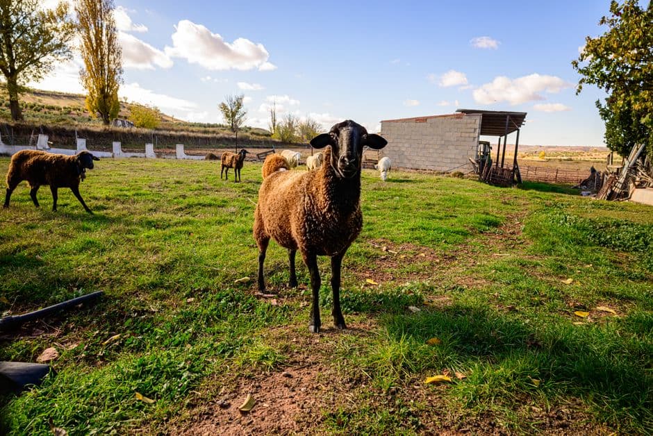 Pelatihan Dasar Aplikatif Peternakan Kambing dan Domba