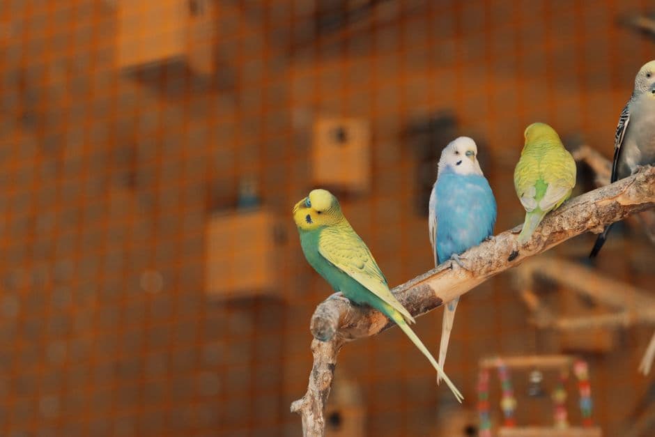 Pelatihan Kiat Sukses Menangkarkan Burung Berkicau Muraibatu dan Cucakrawa