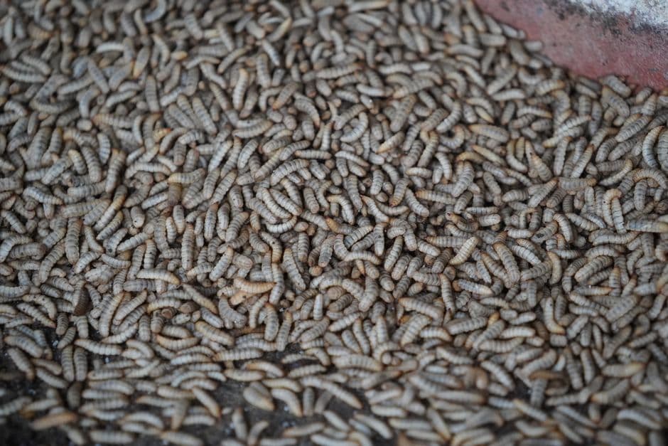 Pelatihan Pembuatan Pakan Ikan Terapung dan Tenggelam