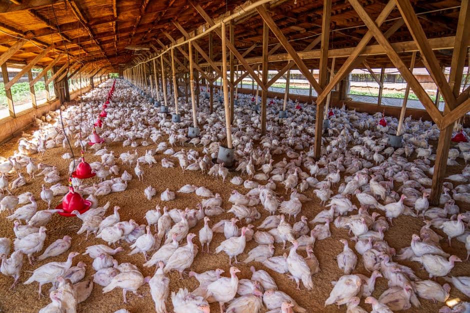 Pelatihan Pembuatan Pakan Ternak Ayam Petelur dan Ayam Pedaging