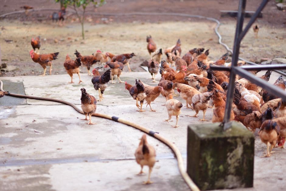 Pelatihan Pembuatan Pakan Ternak Ayam Petelur dan Ayam Pedaging