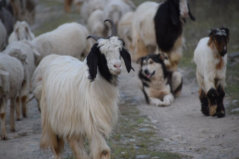 Pelatihan Pembuatan Usaha Ternak Kambing dan Domba