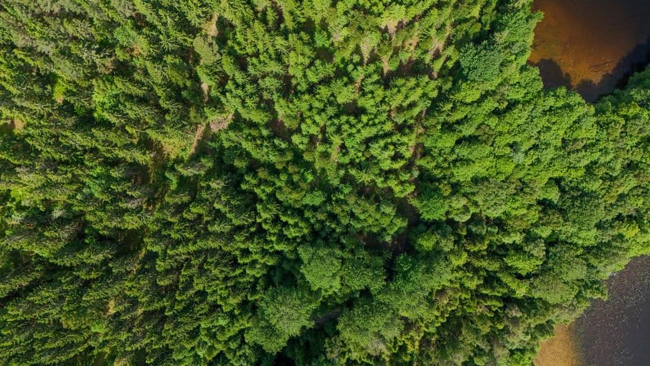 Pelatihan Pengelolaan Hutan Bernilai Konservasi Tinggi (HCVF) SFM FSC