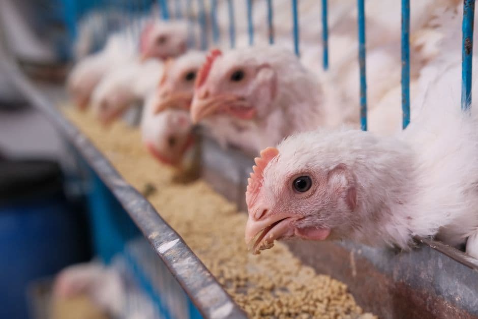 Pelatihan Strategi Bisnis dan Prospek Beternak Ayam Pedaging