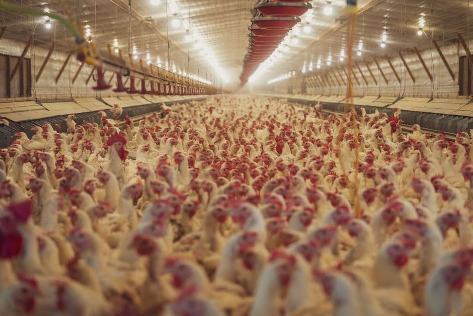 Pelatihan Strategi Bisnis dan Prospek Beternak Ayam Potong