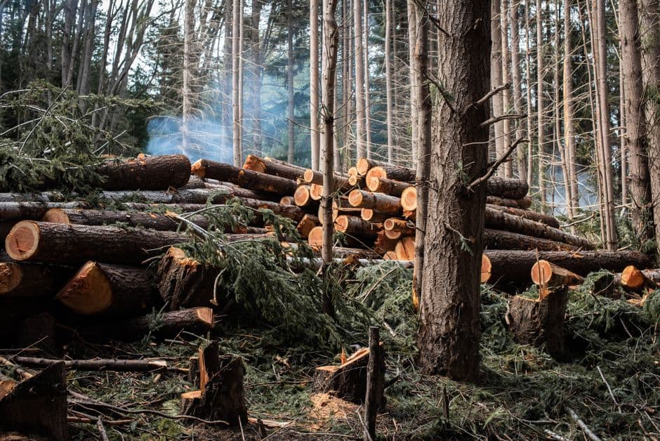 Tenaga Teknis Pengelolaan Hutan (GANISPH) Pemanfaatan Jasa Lingkungan Karbon
